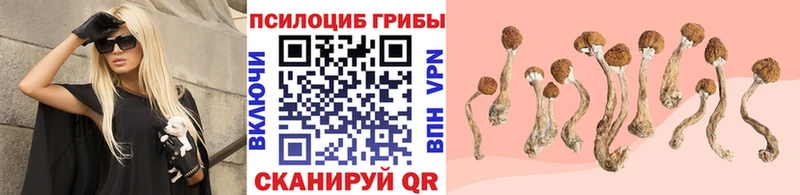 где купить наркотик  Сухиничи  Галлюциногенные грибы прущие грибы 